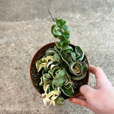 Hoya compacta variegata 6