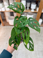 Load image into Gallery viewer, Monstera 'Monkey Mask' 4"