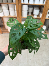 Load image into Gallery viewer, Monstera adansonii 6" - Swiss Cheese Plant