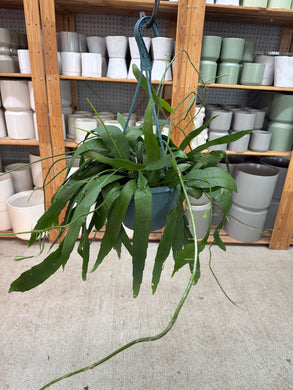 Epiphyllum oxypetalum 8