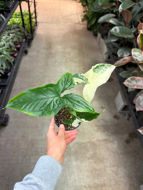 Syngonium Albo Podophyllum 4