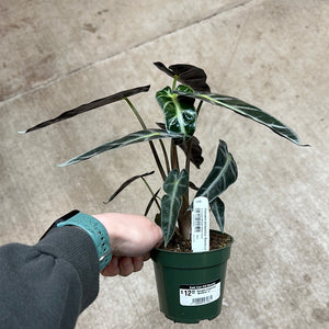 Alocasia amazonica 'Bambino' 4"