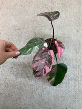 Load image into Gallery viewer, Philodendron Pink Princess Galaxy 4"