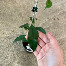 Load image into Gallery viewer, Hoya Wallichii 4&quot;