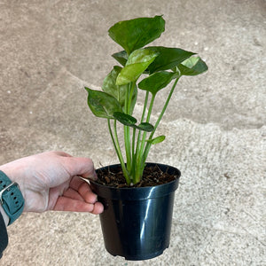 Syngonium T24 4"
