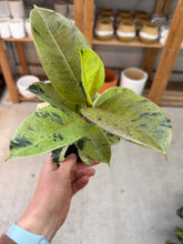 Load image into Gallery viewer, Ficus shivereana 4" - Variegated Rubber Tree