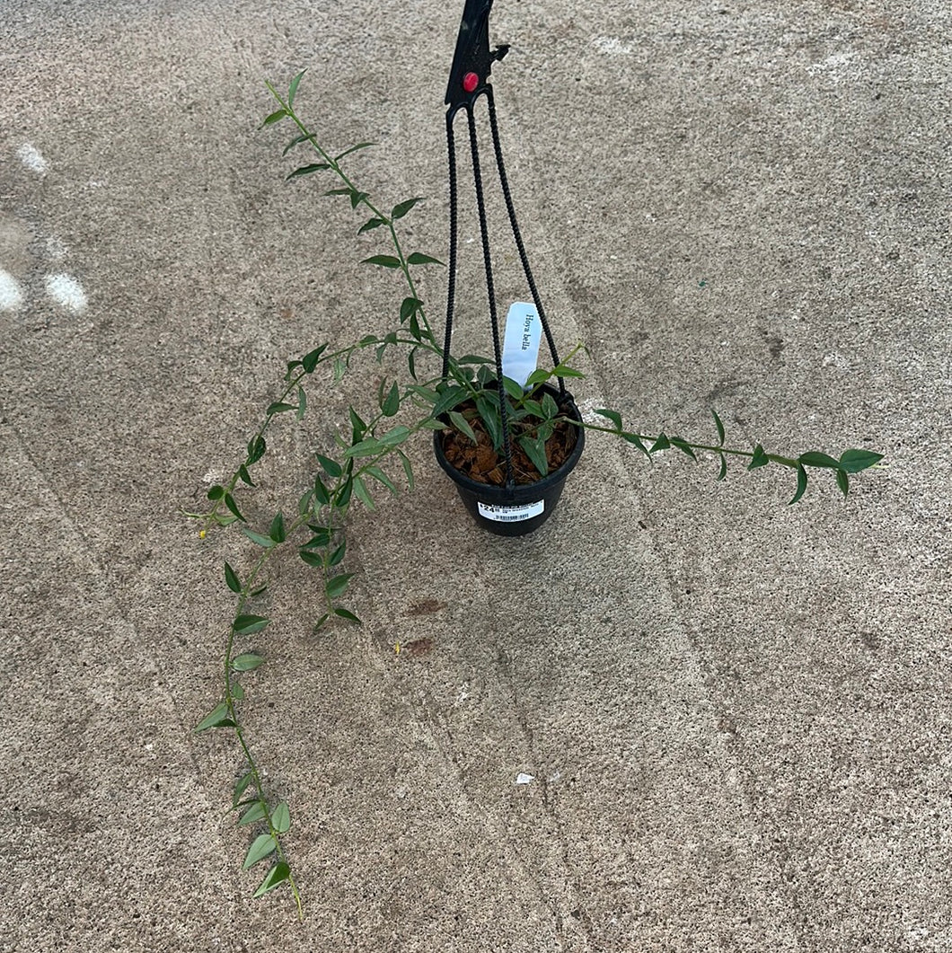 Hoya lanceolata 'Bella' 4