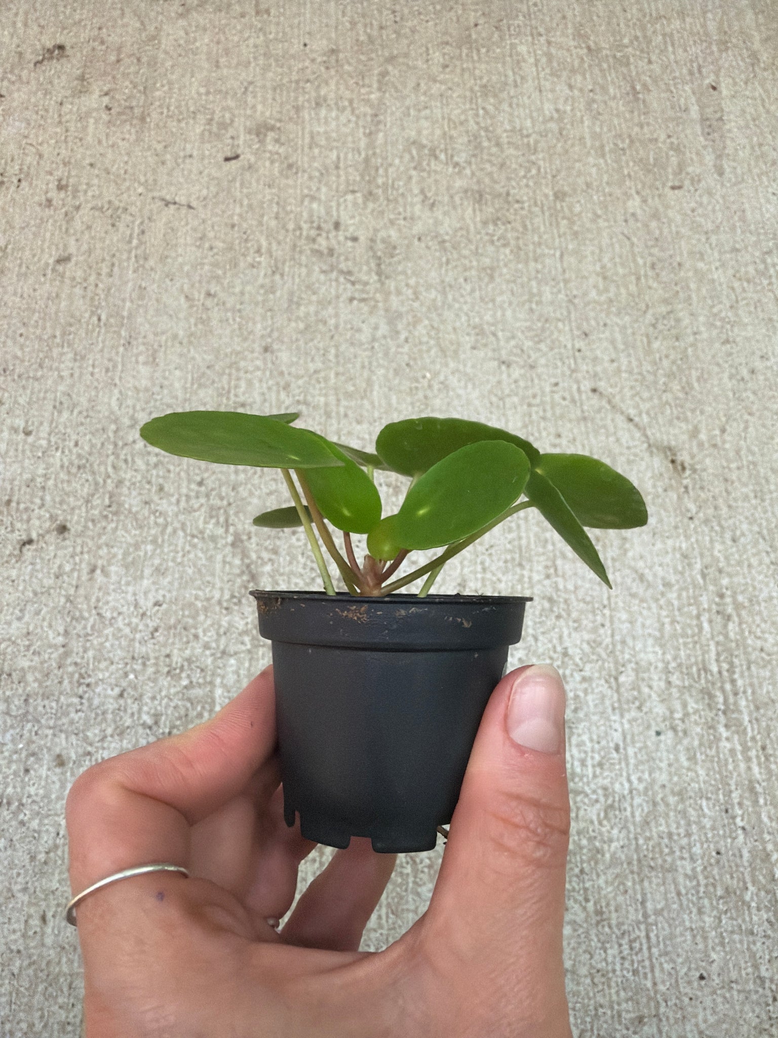 peperomia chinese money plant Pilea Peperomioides 2"
