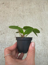 Load image into Gallery viewer, Pilea Peperomioides 2" - Chinese Money Plant
