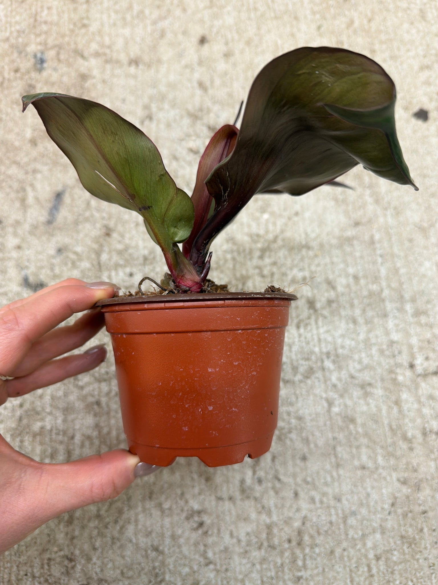 philodendron red heart Philodendron 'Red Heart' 4" – Kent East Hill Nursery
