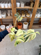 Load image into Gallery viewer, Cheilocostus speciosus 'Variegatus' 4" - Crepe Ginger