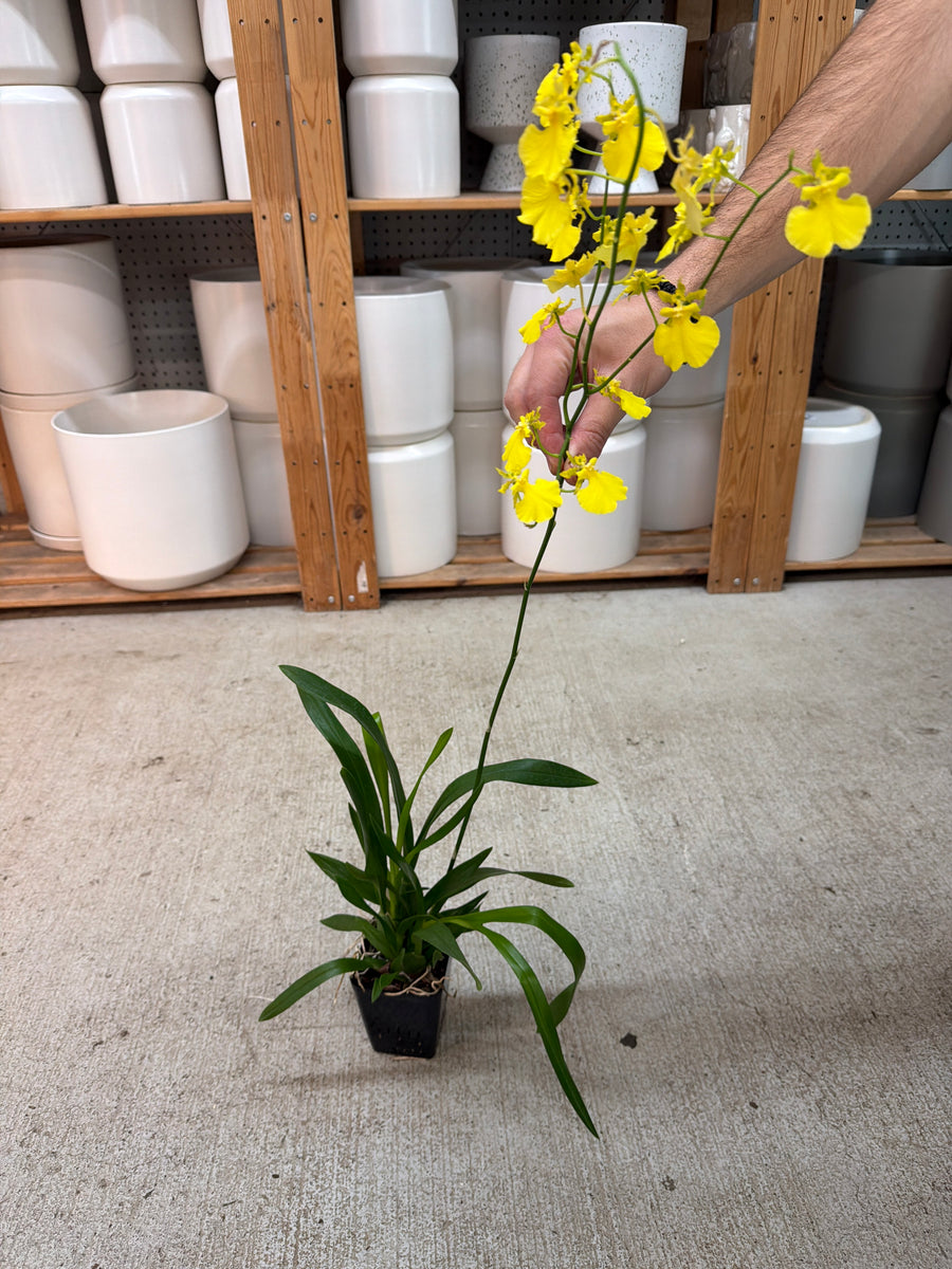Oncidium Gower Ramsey 4