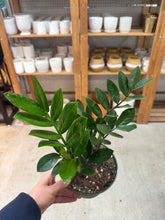 Load image into Gallery viewer, Zamioculcas zamiifolia 6&quot; - ZZ Plant