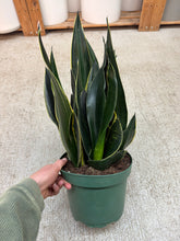 Load image into Gallery viewer, Sansevieria Fabi 8" - Snake Plant