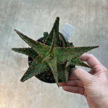 Load image into Gallery viewer, Aloe &#39;Orange Marmalade&#39; 4&quot;