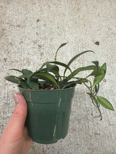 Load image into Gallery viewer, Hoya Rosita 4"