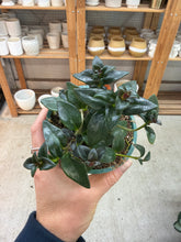 Load image into Gallery viewer, Nematanthus &#39;Black Gold&#39; 4&quot; - Goldfish Plant