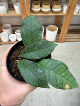 Load image into Gallery viewer, Hoya Callistophylla Round Leaf 4&quot; - Wax Plant