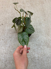 Load image into Gallery viewer, Philodendron Branditianum 4"