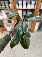 Load image into Gallery viewer, Philodendron Strawberry Shake 4"