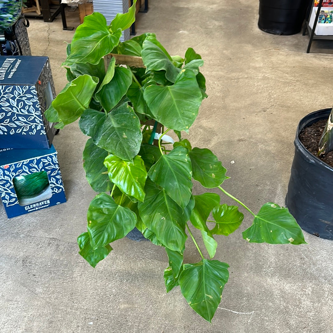 philodendron giganteum price Philodendron 'Giganteum' 10" – Kent East Hill Nursery