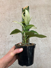 Load image into Gallery viewer, Scindapsus treubii Moonlight Albo Variegata 4"