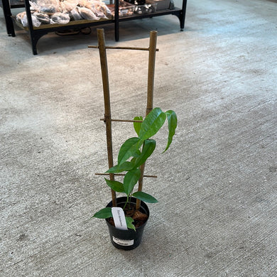 Hoya danumensis 4