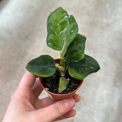 Aglaonema Pictum Tricolor 2