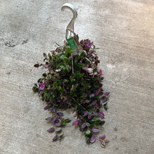 Load image into Gallery viewer, Tradescantia  6&quot; Bsk - Tricolour Inch Plant