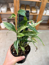 Load image into Gallery viewer, Amydrium zippeleanum variegata 4&quot;