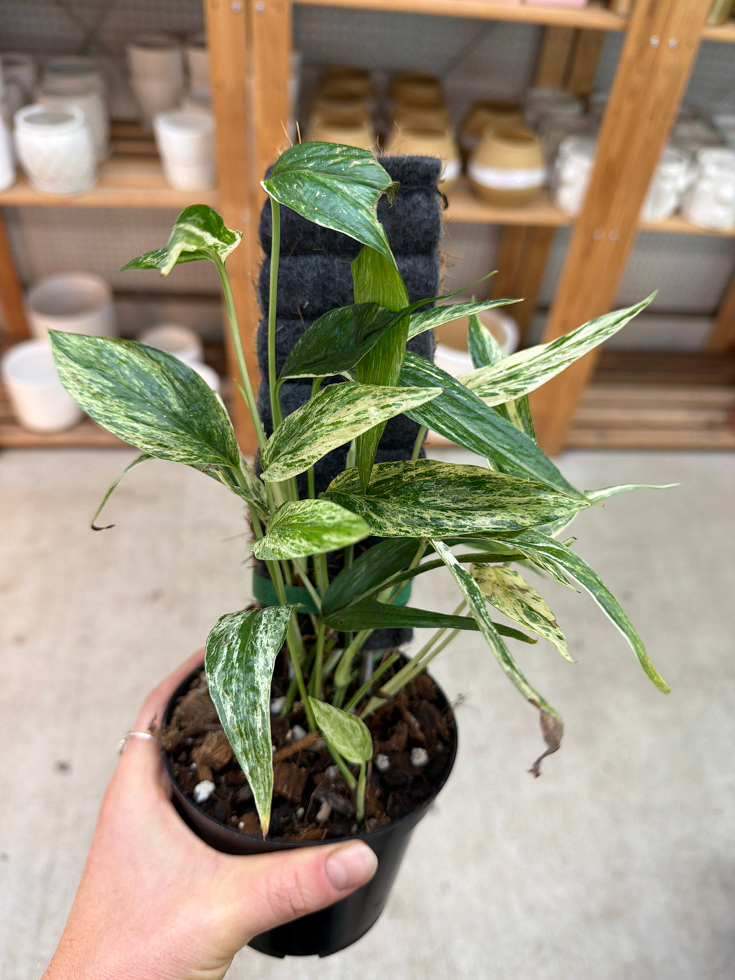 Amydrium zippeleanum variegata 4