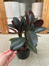Load image into Gallery viewer, Ficus decora 'Burgundy' 8" - Burgundy Rubber Tree
