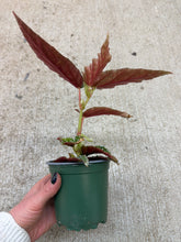 Load image into Gallery viewer, Begonia maculata 4''