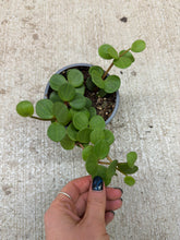 Load image into Gallery viewer, Peperomia 'Hope' 4"
