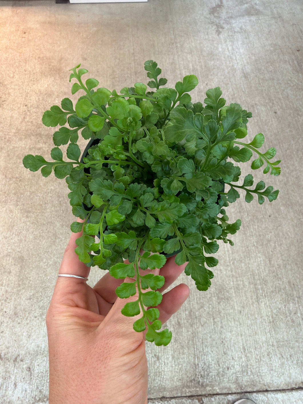 Asplenium 'Parvati' 4