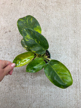 Load image into Gallery viewer, Philodendron Congo Green Marble Variegated 4"
