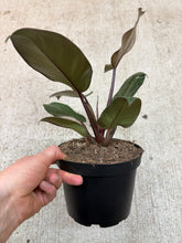 Load image into Gallery viewer, Philodendron 'Black Cardinal' 6"