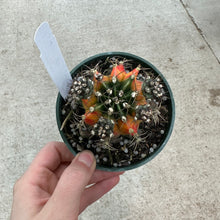 Load image into Gallery viewer, Gymnocalycium friedrichii variegated hybrid 4&quot;