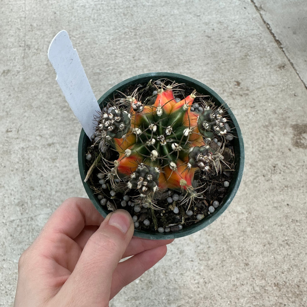 Gymnocalycium friedrichii variegated hybrid 4