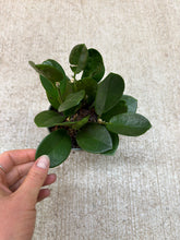 Load image into Gallery viewer, Hoya Australis 4&quot;