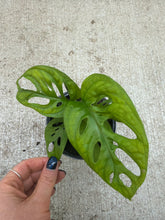 Load image into Gallery viewer, Monstera Adansonii 4" - Swiss Cheese Plant