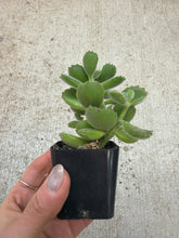 Load image into Gallery viewer, Cotyledon tomentosa (Bear's Paw) 2"
