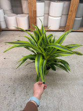 Load image into Gallery viewer, Dracaena Lemon Lime 6" 3PP - Dragon Tree