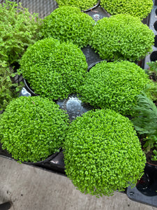 Selaginella sp. 4" - Spikemoss