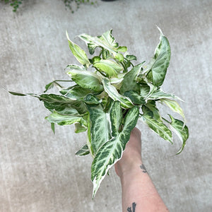 Syngonium Starlite 4"