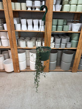 Load image into Gallery viewer, Ceropegia woodii 6" - String of Hearts
