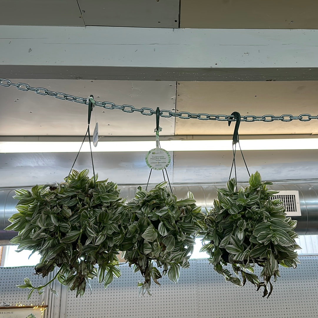 Tradescantia 'Pistachio White' 6" HB - Inch Plant – Kent East Hill Nursery