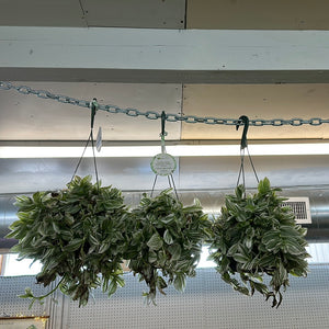 Tradescantia 'Pistachio White' - 6" HB