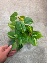 Load image into Gallery viewer, Philodendron Brasil 4&quot;