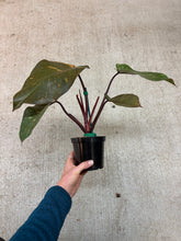 Load image into Gallery viewer, Philodendron Orange Princess Galaxy 4"